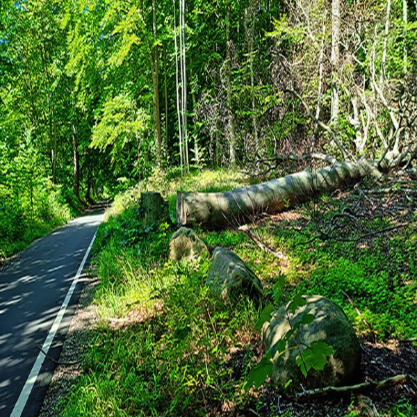 E-adventures-Foreso-Bagsvaerd-Utterslev-Mose